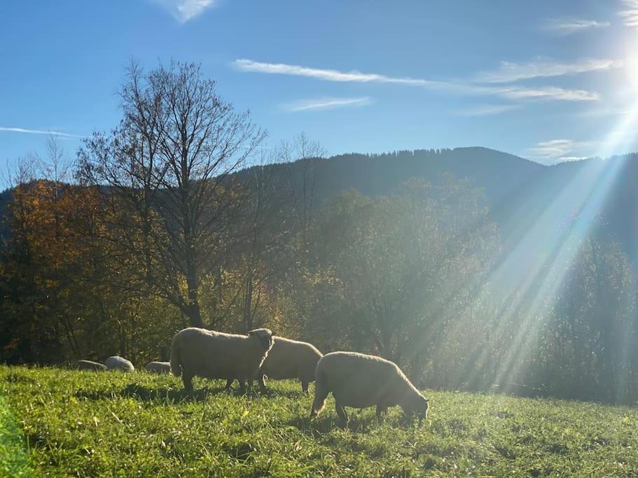 Casa Natur Pur, 85M2 Mit Garten Sauna Fischbachau Exteriér fotografie